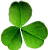 Wearing shamrocks on Saint Patrick's day